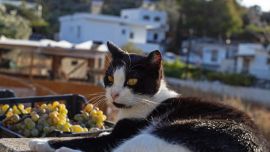 Buscan voluntarios para vivir gratis en una paradisíaca isla de Grecia a cambio de cuidar gatos