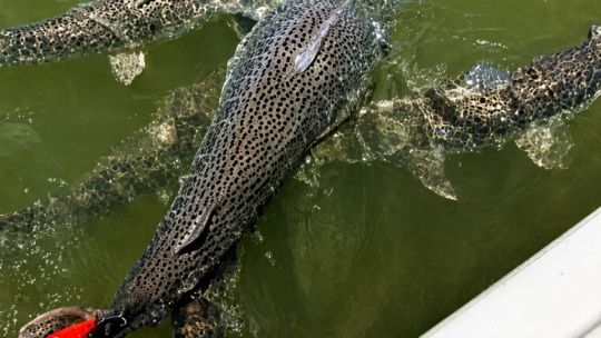 Anuncian veda de pesca del surubí en un tramo del río Uruguay