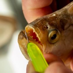 El monitoreo identificó a todas las especies de peces presentes y la fluctuación de sus poblaciones de acuerdo a diversos parámetros.