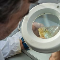 El monitoreo identificó a todas las especies de peces presentes y la fluctuación de sus poblaciones de acuerdo a diversos parámetros.