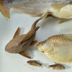 El monitoreo identificó a todas las especies de peces presentes y la fluctuación de sus poblaciones de acuerdo a diversos parámetros.