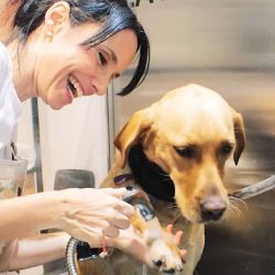 La idea surgió a partir de que existía una necesidad insatisfecha gigante en el rubro de las mascotas