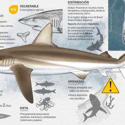 En el marco del programa Conservar Tiburones en Argentina se llevan adelante acciones de capacitación y concientización a pescadores y otros actores clave sobre la importancia de proteger a estas especies.  