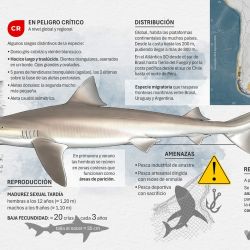 En el marco del programa Conservar Tiburones en Argentina se llevan adelante acciones de capacitación y concientización a pescadores y otros actores clave sobre la importancia de proteger a estas especies.  