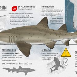 En el marco del programa Conservar Tiburones en Argentina se llevan adelante acciones de capacitación y concientización a pescadores y otros actores clave sobre la importancia de proteger a estas especies.  