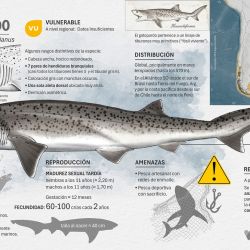 En el marco del programa Conservar Tiburones en Argentina se llevan adelante acciones de capacitación y concientización a pescadores y otros actores clave sobre la importancia de proteger a estas especies.  