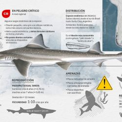 En el marco del programa Conservar Tiburones en Argentina se llevan adelante acciones de capacitación y concientización a pescadores y otros actores clave sobre la importancia de proteger a estas especies.  