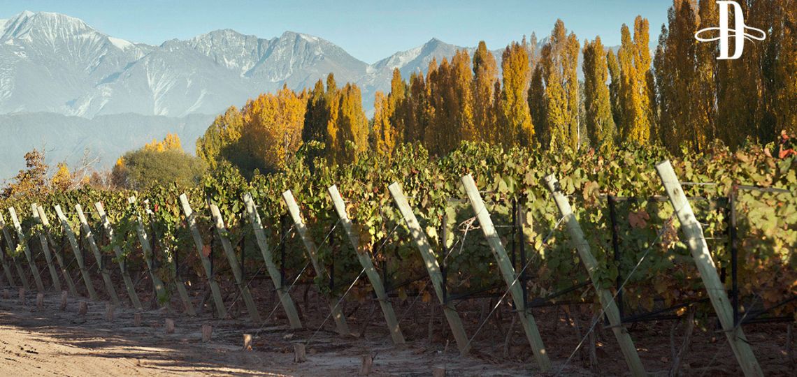 Bienvenida Bodega Casarena