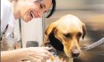 Así es el primer Laverap para perros de la Argentina