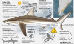 Tiburones: cuáles son las especies en riesgo de extinción que los pescadores pueden proteger
