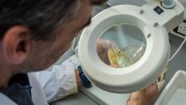 El monitoreo identificó a todas las especies de peces presentes y la fluctuación de sus poblaciones de acuerdo a diversos parámetros.