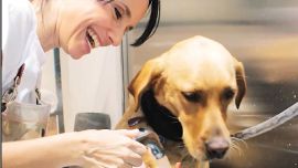 La idea surgió a partir de que existía una necesidad insatisfecha gigante en el rubro de las mascotas
