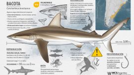 En el marco del programa Conservar Tiburones en Argentina se llevan adelante acciones de capacitación y concientización a pescadores y otros actores clave sobre la importancia de proteger a estas especies.