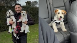 Hernán Lirio mostró cómo fue la llegada de Pochita a su vida: la adaptación con su perro Ramón