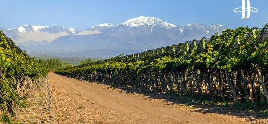 La clave de los Single Vineyards
