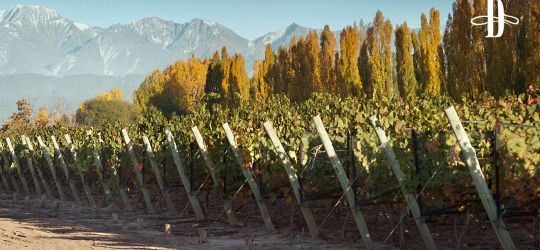 Bienvenida Bodega Casarena