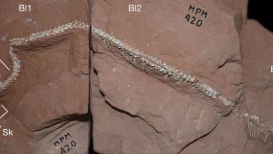 Descubren fósiles de un ñandú de hace 65 mil años en Corrientes: por qué el hallazgo es clave para la ciencia