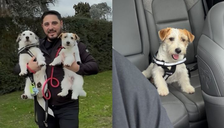 Hernán Lirio mostró cómo fue la llegada de Pochita a su vida: la adaptación con su perro Ramón