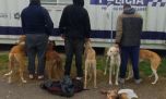 Detuvieron a 3 cazadores furtivos con galgos y liebres en un campo privado de Rauch
