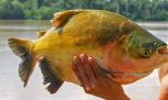 El futuro del tambaqui en debate: pescadores e investigadores buscan evitar una prohibición total