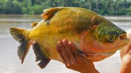 490 especies de peces e invertebrados acuáticos integran actualmente la lista oficial brasileña de fauna amenazada, un dato que refleja los crecientes desafíos para compatibilizar la conservación de los ecosistemas con el desarrollo de la pesca sostenible.