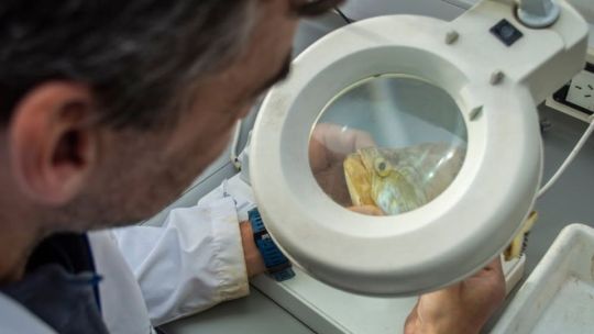 Científicos del CONICET realizan un inédito y extenso monitoreo de peces en el Río de la Plata