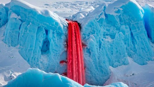 El secreto de las Cataratas de Sangre de la Antártida: descubren antiguas criaturas marinas atrapadas bajo el hielo