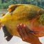 0508_tambaqui