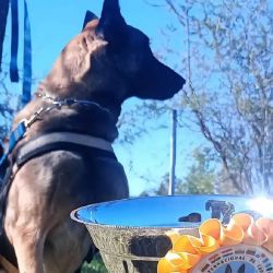 Cairo fue entrenado para tareas de búsqueda y rescate.
