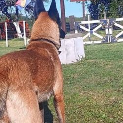 Cairo ha ganado varias medallas y trofeos latinoamericanos.