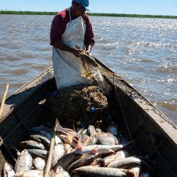 La normativa ratificó la prohibición de la pesca comercial del dorado (Salminus brasiliensis), protección que continúa vigente en el marco de la Ley Provincial Nº 11.174.