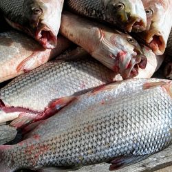 La normativa ratificó la prohibición de la pesca comercial del dorado (Salminus brasiliensis), protección que continúa vigente en el marco de la Ley Provincial Nº 11.174.