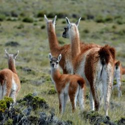Parque Nacional Perito Moreno.
