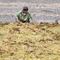 Niños afganos extienden uvas en el suelo para hacer pasas en el distrito de Panjwai, en la provincia de Kandahar, Afganistán. | Foto:Sanaullah Seiam / AFP
