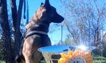 ¿Cuál es el perro correntino que rescata personas y brilla en competencias latinoamericanas?