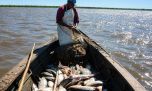 Pesca en el Paraná: fijan un cupo de 650 toneladas y continúan las restricciones