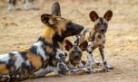 Madres animales de la sabana: un documental muestra la lucha por la supervivencia en el corazón de África