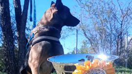Cairo fue entrenado para tareas de búsqueda y rescate.