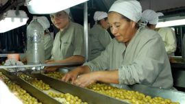 Fuerte crecimiento de la olivicultura: "La gran tracción viene desde el lado de la demanda y de los consumidores”