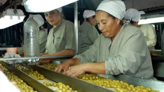 Fuerte crecimiento de la olivicultura: "La gran tracción viene desde el lado de la demanda y de los consumidores”