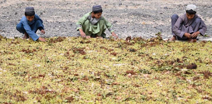 Niños afganos extienden uvas en el suelo para hacer pasas en el distrito de Panjwai, en la provincia de Kandahar, Afganistán.