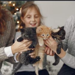 Comprender las necesidades biológicas y comportamentales de los gatos es el primer paso para ofrecerles una vida plena, saludable y extender su calidad de vida