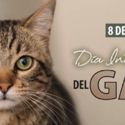 Cada 8 de agosto los gatos tienen su merecido festejo internacional.