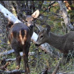 El desarrollo de la pequeña huemul ha sido completamente normal desde su nacimiento y su estado de salud es óptimo