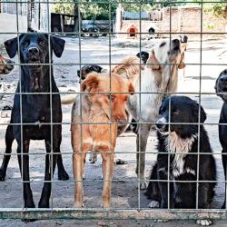 El debate expuso una diferencia clave: los criaderos reproducen animales para su venta, mientras los refugios intentan reducir el abandono mediante el rescate y la prevención. | Foto:Cedoc