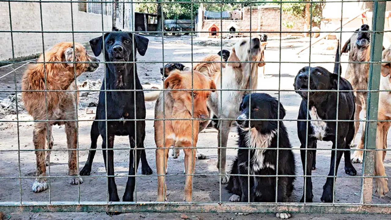 El debate expuso una diferencia clave: los criaderos reproducen animales para su venta, mientras los refugios intentan reducir el abandono mediante el rescate y la prevención. | Foto:Cedoc