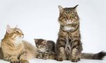 Día Internacional del Gato: ¿cuándo se celebra y cómo no fallar en su cuidado responsable?