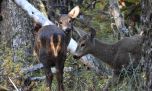 Nace la primera huemul de segunda generación bajo cuidado profesional en la Patagonia