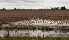 Campos inundados