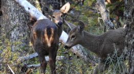 0708_HUEMUL